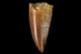 Serrated, Raptor Tooth - Real Dinosaur Tooth #160031-1